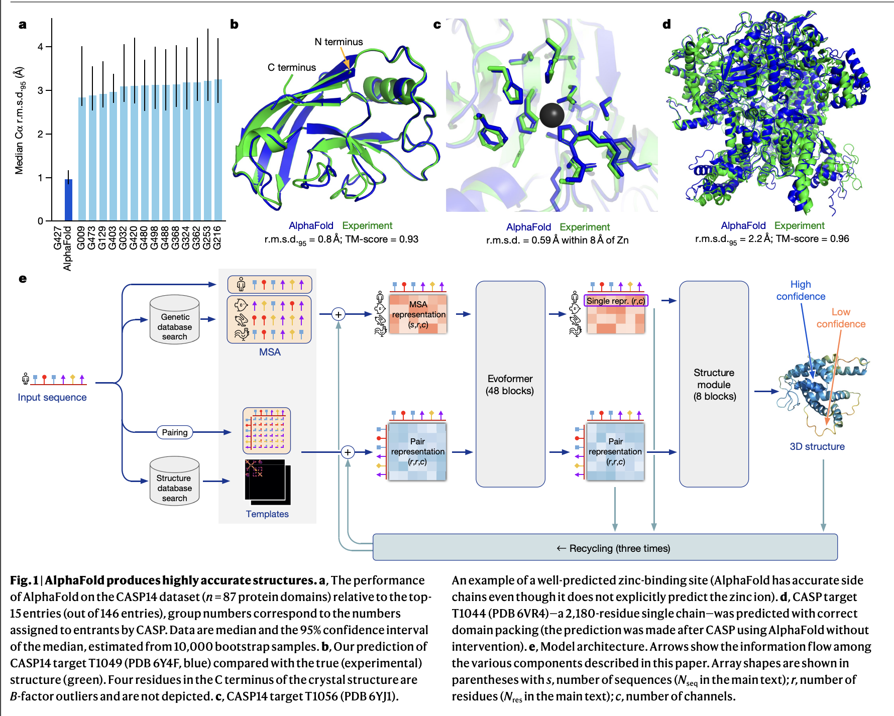 The AlphaFold2 architecture. Input sequences flow through multiple sequence alignments and structural templates into the Evoformer, then through a structure module that produces 3D coordinates.